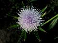Western Ghats Camel Thistle